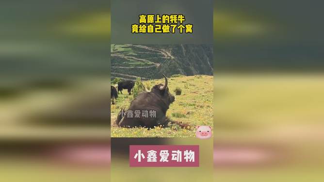 公牛vs耗牛视频直播，当草原霸主遇上高原之舟，这场对决比你想的更有看头